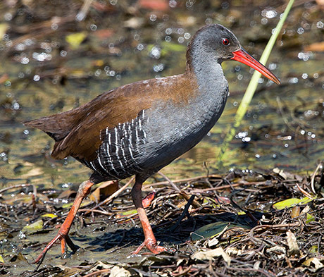 African Rail